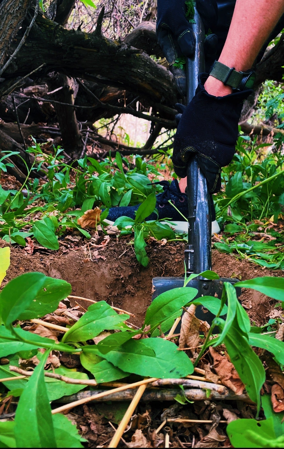 Buried Levi's® Men's 501® '54 Original Fit Men's Jeans 32W x 30L Located About 20 Miles Northeast of Denver, CO
